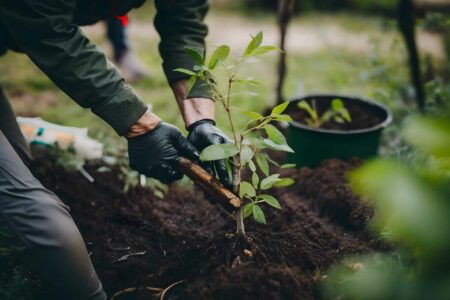 Artisans3 Jardinier Photos Plantation Arbre